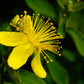 1500 Great SAINT JOHNS WORT St John's Hypericum Pyramidatum Yellow Flower Herb Seeds