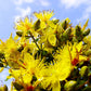 1500 Great SAINT JOHNS WORT St John's Hypericum Pyramidatum Yellow Flower Herb Seeds