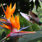 5 TROPICAL BIRD OF PARADISE Strelitzia Reginae Crane Flower Houseplant Seeds