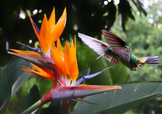 5 TROPICAL BIRD OF PARADISE Strelitzia Reginae Crane Flower Houseplant Seeds