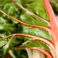 40 PINK FLAMINGO SWISS CHARD Beta Vulgaris Perpetual Spinach Vegetable Seeds