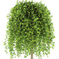 25 SIBERIAN PEASHRUB Caragana Arborescens Peatree Yellow Flower Legume Vegetable Seeds