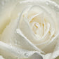5 WHITE ROSE Rosa Bush Shrub Perennial Flower Seeds