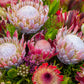 5 Giant KING PROTEA Cynaroides Sugarbush Rare 12" Flower Seeds