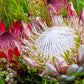 5 Giant KING PROTEA Cynaroides Sugarbush Rare 12" Flower Seeds