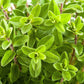 2000 SWEET MARJORAM Origanum Majorana Herb Flower Seeds