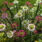 250 MIXED Colors QUEEN CLEOME (Spider Flower) Cleome Hassleriana Cleome Spinosa Flower Seeds