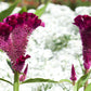 100 CORAL GARDENS Mix CELOSIA Cockscomb Celosia Argentea Cristata Flower Seeds