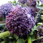 200 PURPLE SPROUTING BROCCOLI Brassica Oleracea Vegetable Seeds