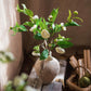 Faux Silk Camellia Flower Leaf Stem in Green or White