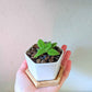 Sinningia Mix "Gloxinia" Seeds