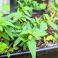 Snapdragon Mix Seeds