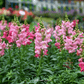 Rose Snapdragon – 200 Seeds