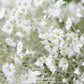 Snow in Summer Chickweed – 100 Seeds