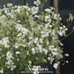 Soapwort – 100 Seeds