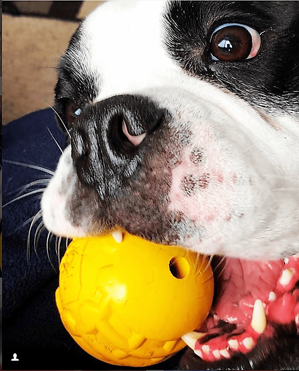 Industrial Dog Ball Rubber Chew Toy for Heavy Chewers | Yellow | USA Made | SodaPup