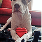 Heart on a String Dog Toy - Durable Rubber Tug Toy for Large Dogs | USA Made