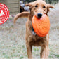 Bottle Top Flyer Rubber Frisbee for Dogs | Orange | Vet Approved | USA Made