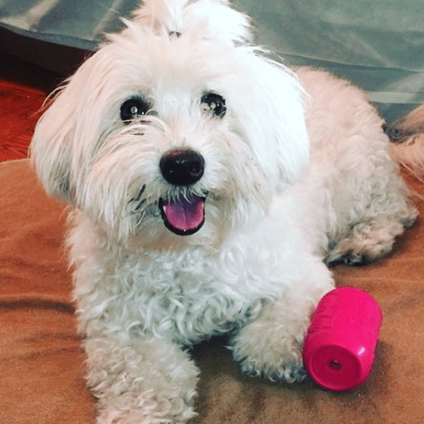 Puppy Can Toy Rubber Chew Toy for Teething Puppies | Treat Dispenser | USA Made