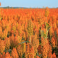 20 Syrup ROX ORANGE SORGHUM Waconia Sugar Cane Bicolor Vegetable Grain Seeds