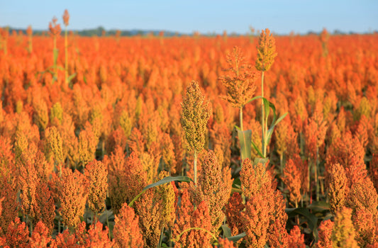 20 Syrup ROX ORANGE SORGHUM Waconia Sugar Cane Bicolor Vegetable Grain Seeds