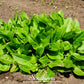 Garden Sorrel – 200 Seeds