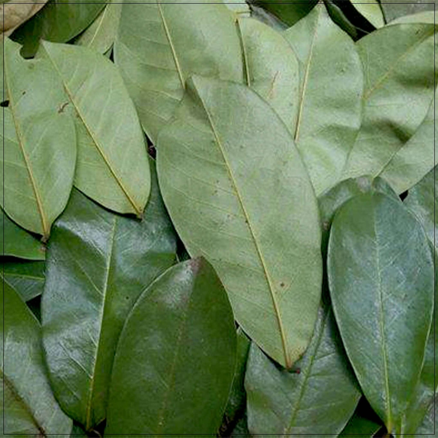 Soursop Leaf Dried Natural Non GMO