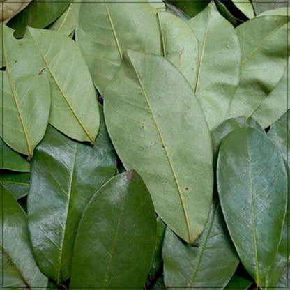 Soursop Leaf Dried Natural Non GMO