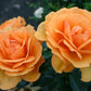 South Africa Rose 1.5 Gallon Container