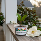 Southern Magnolia Grow Kit | Grow Magnolia from Seed | Seeds In A Cup®
