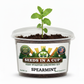 Spearmint Grow Kit | Grow Fresh Spearmint from Seed | Seeds In A Cup®