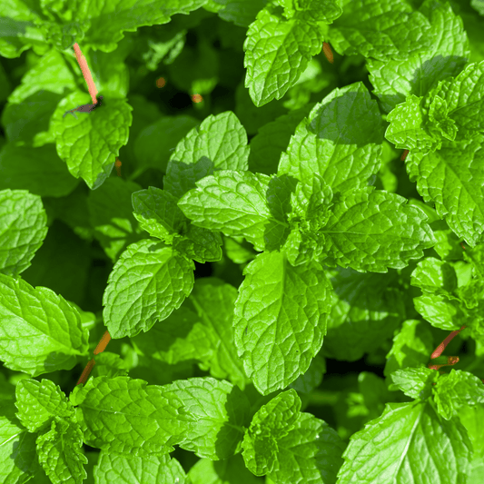 Spearmint Seeds