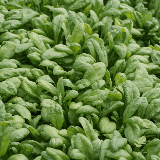 Spinach Seeds