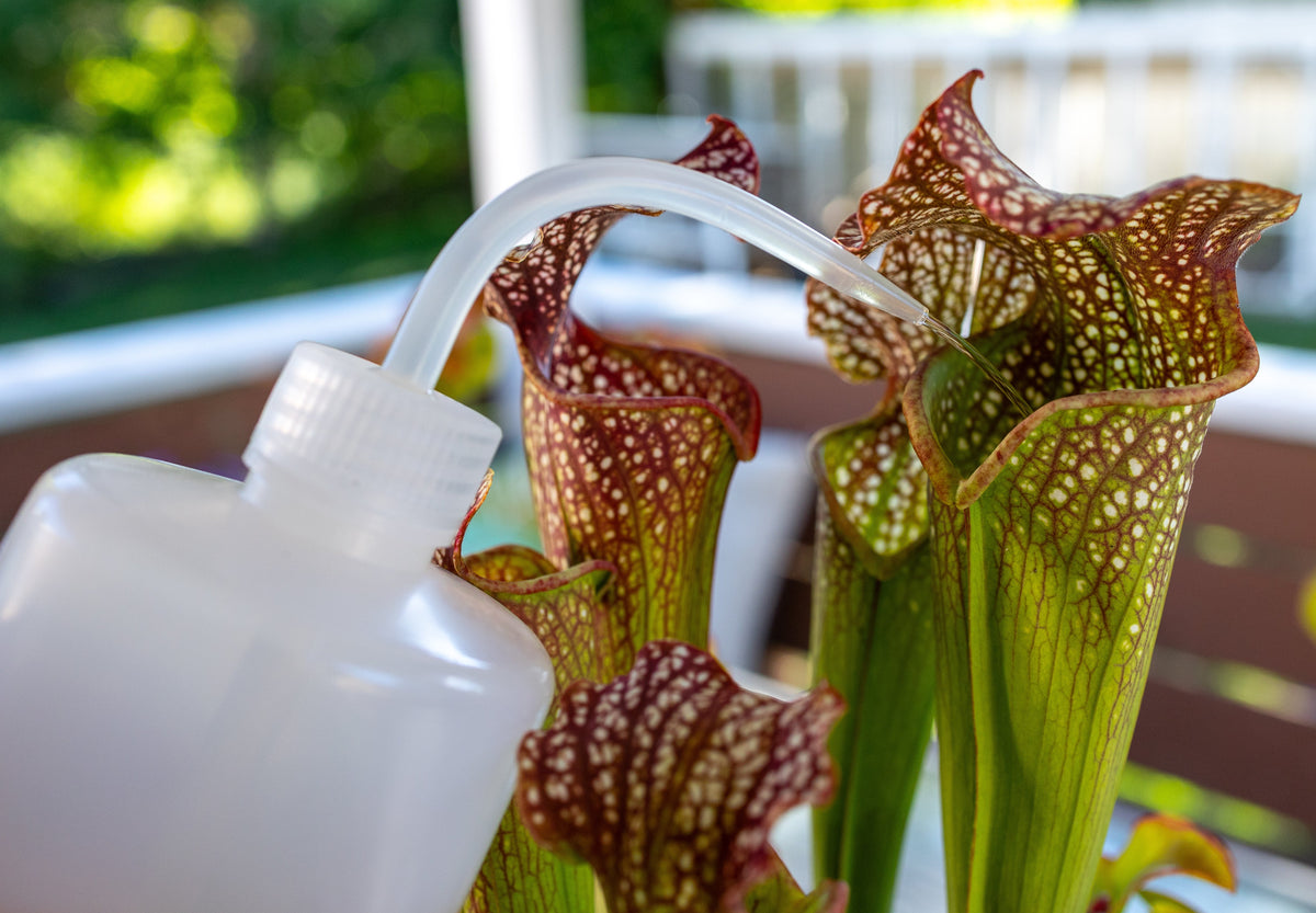 Carnivorous Plant Fertilizer Kit | Maxsea, Osmocote, Spray Bottle & Mister For Venus Flytrap & Sarracenia