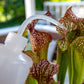 Carnivorous Plant Fertilizer Spray Bottle (16 oz) | Maxsea Mixing Bottle for Sarracenia & Pitcher Plants