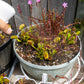 Maxsea 16-16-16 Carnivorous Plant Fertilizer | Venus Flytrap, Sundew & Sarracenia Plant Food
