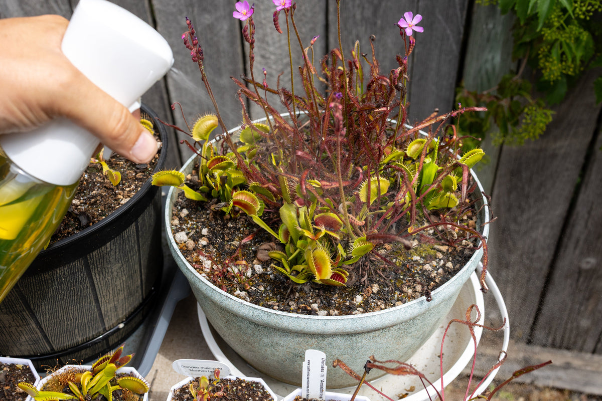 Maxsea 16-16-16 Carnivorous Plant Fertilizer | Venus Flytrap, Sundew & Sarracenia Plant Food