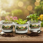 Collard Greens Grow Kit | Grow Collard Greens from Seed | Seeds In A Cup®