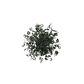 Spring Green - Organic Loose Leaf Green Tea