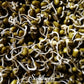 Mung Beans Sprout – 500 Seeds