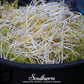Mung Beans Sprout – 500 Seeds