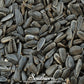 Black Oil Sunflower Sprout – 500 Seeds