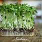 Black Oil Sunflower Sprout – 500 Seeds