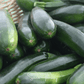 Black Beauty Summer Zucchini Squash – 25 Seeds