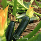 Black Beauty Summer Zucchini Squash – 25 Seeds