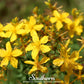 St. John’s Wort – 100 Seeds