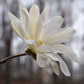 5 STAR MAGNOLIA Stellata TREE Seeds - Fragrant White to Pink Big 4" Wide Flowers