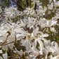 5 STAR MAGNOLIA Stellata TREE Seeds - Fragrant White to Pink Big 4" Wide Flowers