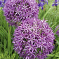 20 STAR OF PERSIA ALLIUM Christophii Silvery Amethyst Purple Flower Seeds