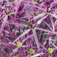 20 STAR OF PERSIA ALLIUM Christophii Silvery Amethyst Purple Flower Seeds